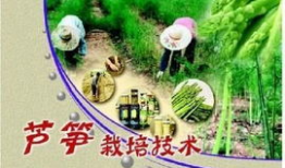 芦笋种植视频,从播种到收获的实用指南